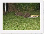 Egels in de tuin 050 * 3648 x 2736 * (6.34MB)